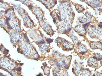 FFPE human placenta sections stained with 100 ul anti-Galectin-13 (clone PP13/1162) at 1:400. HIER epitope retrieval prior to staining was performed in 10mM Citrate, pH 6.0 or 10mM Tris 1mM EDTA, pH 9.0.